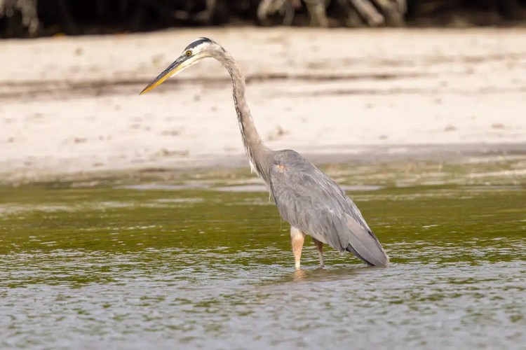 Eurasian Treecreeper clinging to a tree trunk in Menstrie Woods.