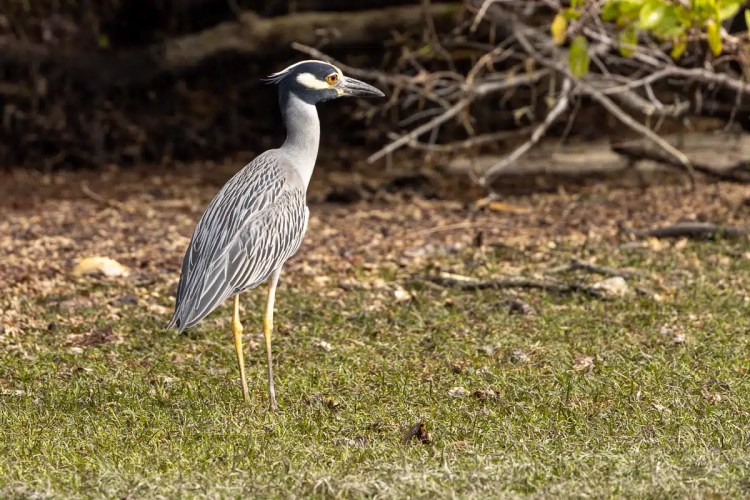 Eurasian Treecreeper clinging to a tree trunk in Menstrie Woods.