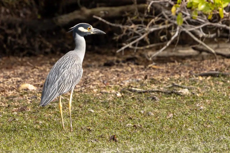 Eurasian siskin perched on a branch in Menstrie Woods, with green and yellow plumage.