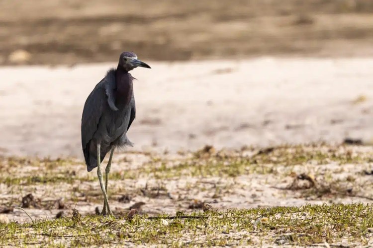 Eurasian siskin perched on a branch in Menstrie Woods, with green and yellow plumage.