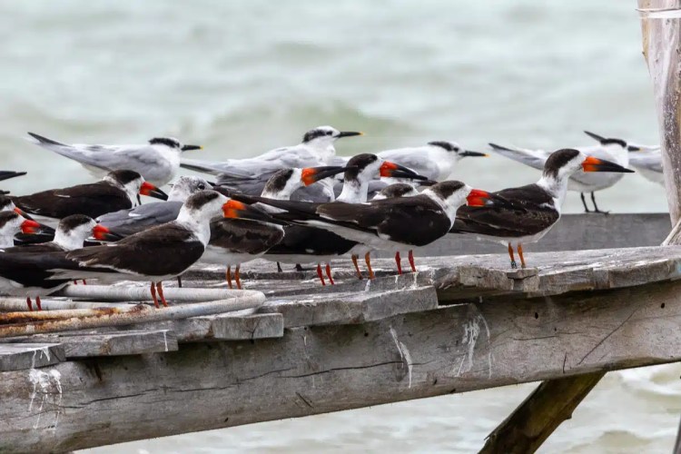 Eurasian siskin perched on a branch in Menstrie Woods, with green and yellow plumage.