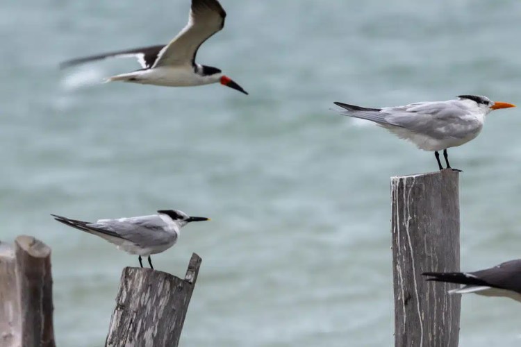 Eurasian siskin perched on a branch in Menstrie Woods, with green and yellow plumage.