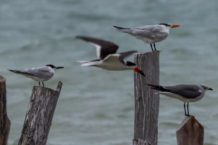 Eurasian siskin perched on a branch in Menstrie Woods, with green and yellow plumage.