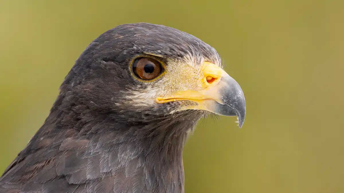 Close-up of a Harris's Hawk's head, showcasing its sharp beak and intense gaze. Birding at Rio Lagartos.