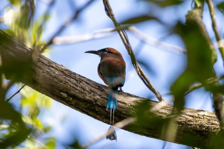 Motmot bird perched on a branch in Sian Ka'an, near Muyil. Birding Muyil.