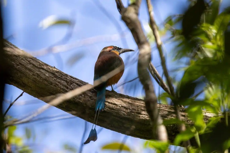 Motmot bird perched on a branch in Sian Ka'an, a birding hotspot in Muyil.
