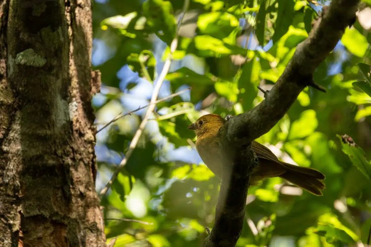 Tan bird perched on a branch in Sian Ka'an, Muyil. Birding in Mexico.