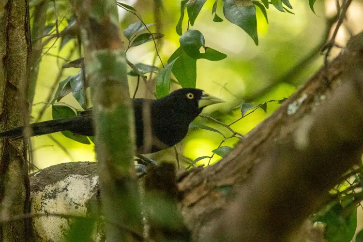 Black-throated Bobwhite in Muyil, Sian Ka'an, perched in a tree. Birding in Mexico.