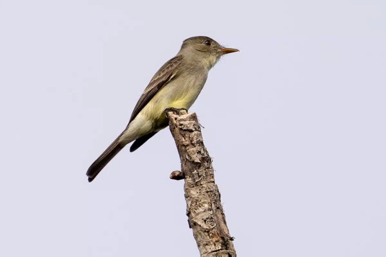 Bird perched in Sian Ka'an, Muyil.