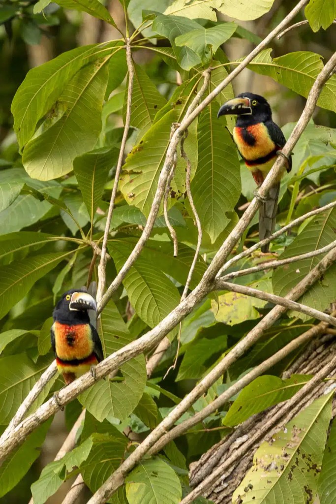Two Collared Aracari toucans perched on branches in Sian Ka'an, birding Muyil.