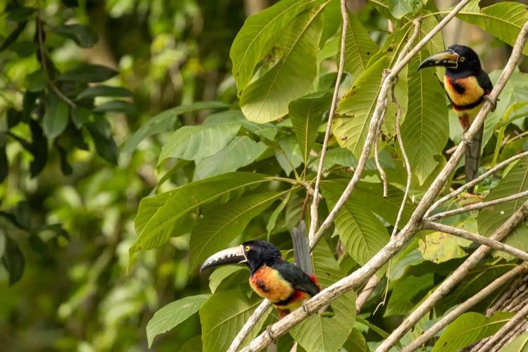 Blackcap bird perched on a branch in Menstrie Woods.
