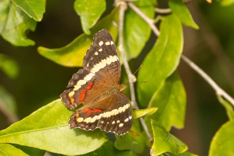 Blackcap bird perched on a branch in Menstrie Woods.