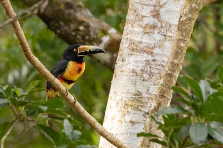 Blackcap bird perched on a branch in Menstrie Woods.