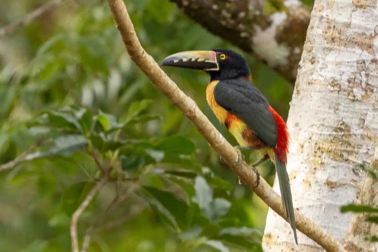 Blackcap bird perched on a branch in Menstrie Woods.