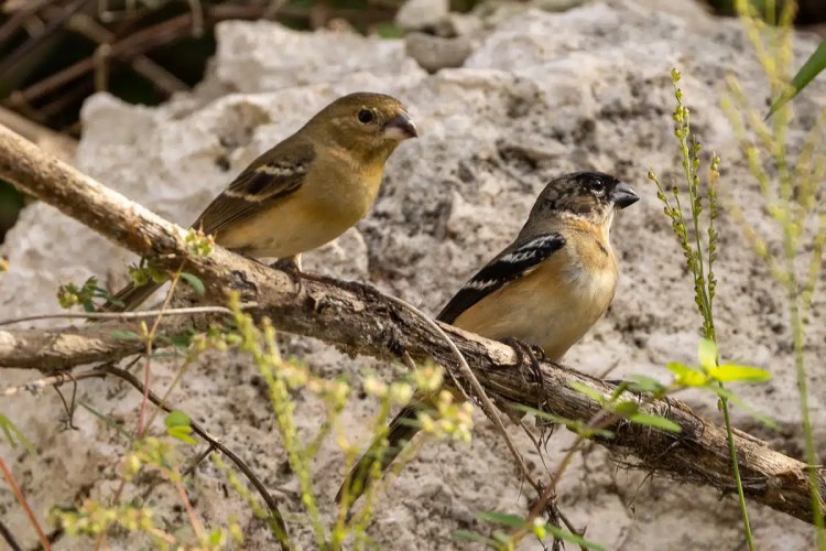 Blackcap bird perched on a branch in Menstrie Woods.