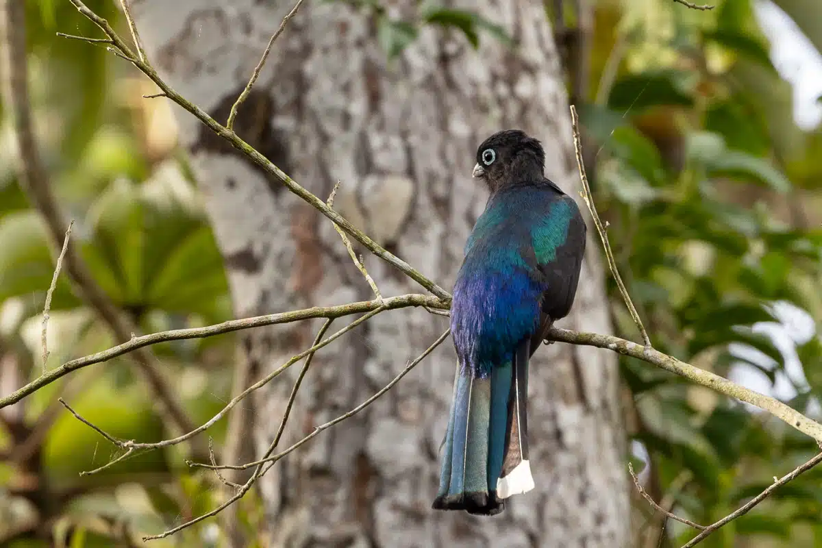 Slaty-tailed trogon perched on a branch in Sian Ka'an, Muyil.