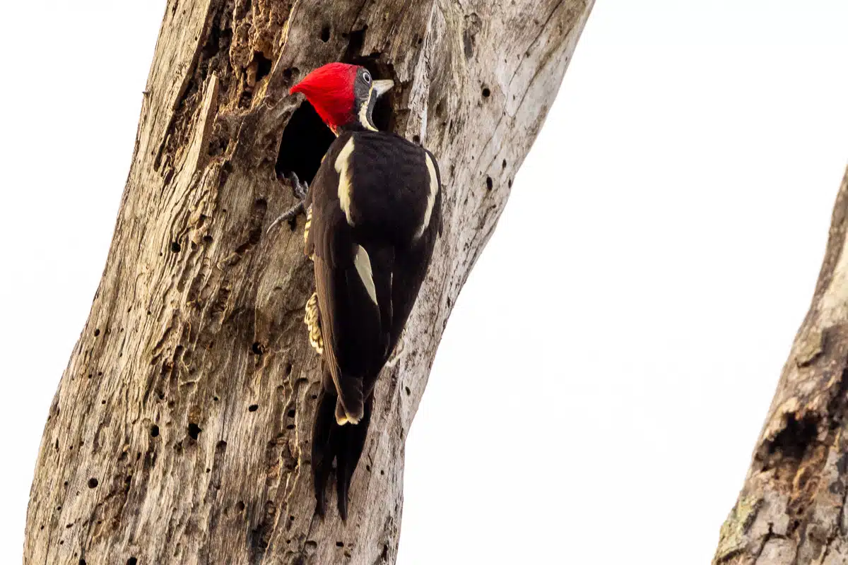 Woodpecker with a red head pecking a tree in Sian Ka'an, birding Muyil