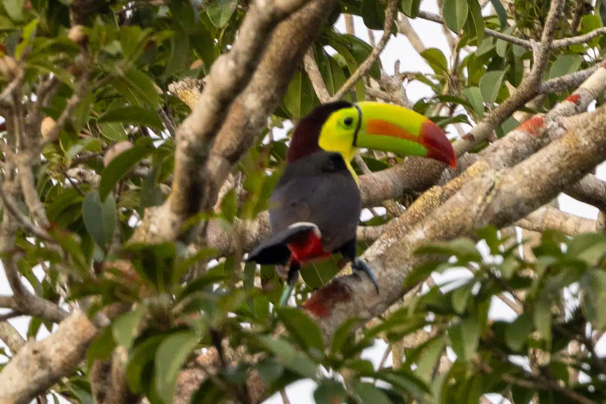 Toucan perched in a tree in Sian Ka'an, birding Muyil.