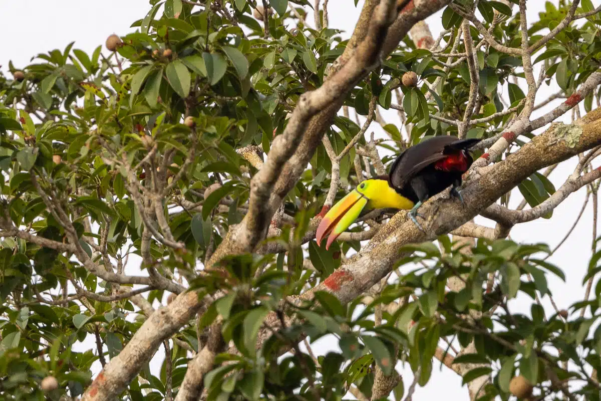 Keel-billed toucan perched on a branch in Sian Ka'an, birding Muyil.