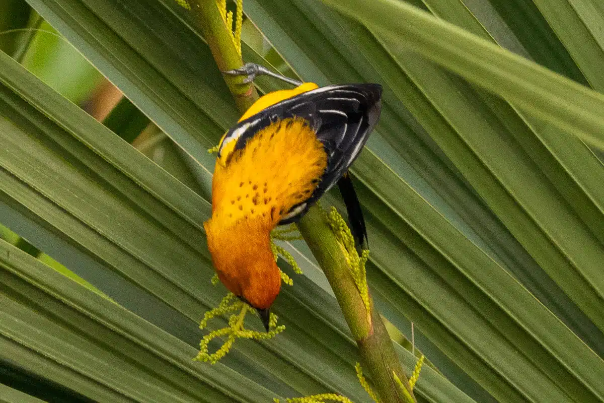 Yellow-backed oriole bird feeding on a palm in Sian Ka'an. Birding Muyil.
