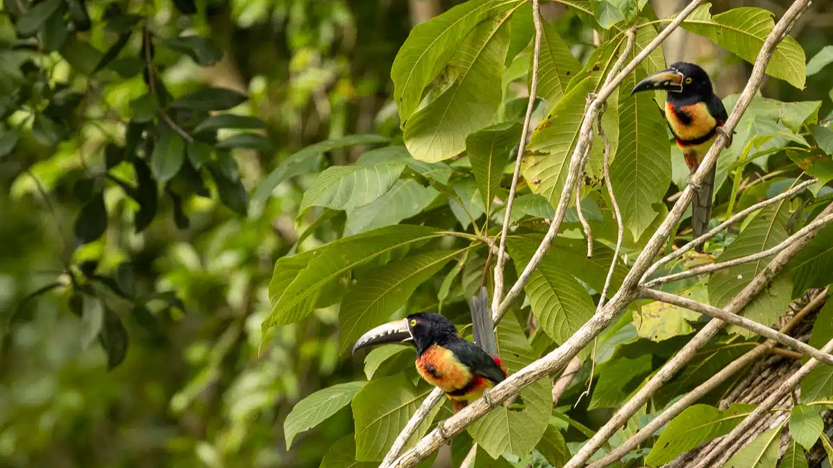 Two collared aracari birds perched in lush green foliage, typical of Sian Ka'an birding.