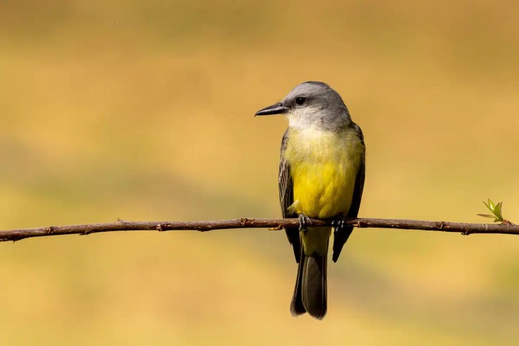 Yellow-bellied flycatcher bird perched on a branch. Bird Watching Mexico City.