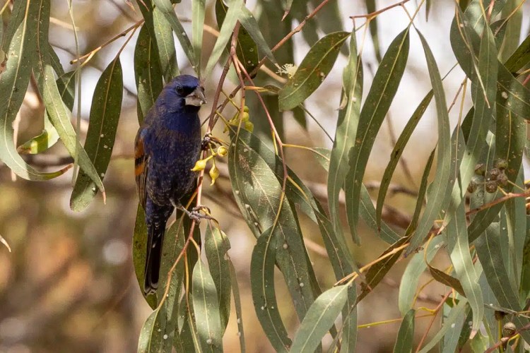 Blue Seedeater bird perched in eucalyptus tree, Mexico City.