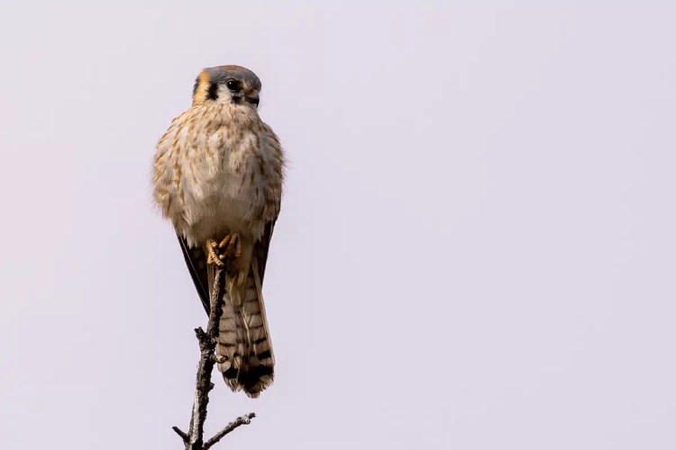American Kestrel perched on a branch in Mexico City. Bird watching in Mexico City.