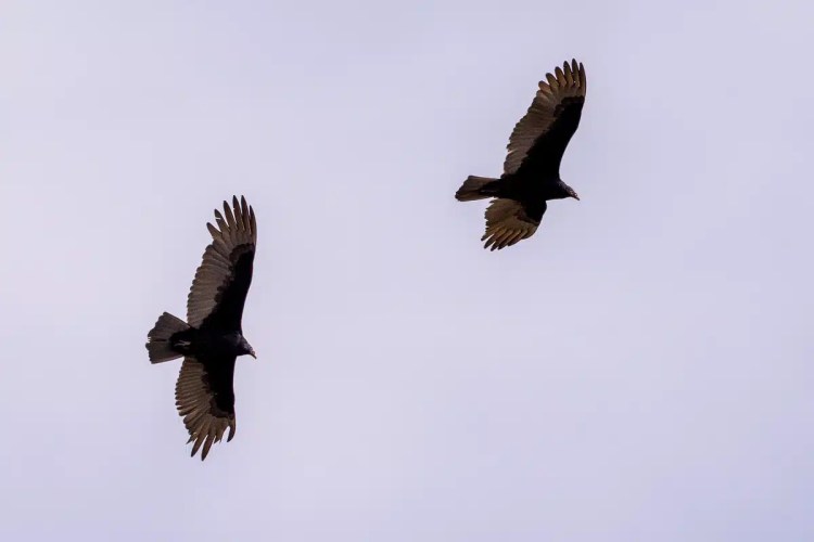 Two black vultures soaring in the sky, bird watching in Mexico City.