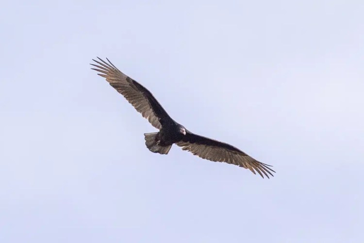 Turkey Vulture soars against a pale sky in Mexico City, a great bird watching opportunity.