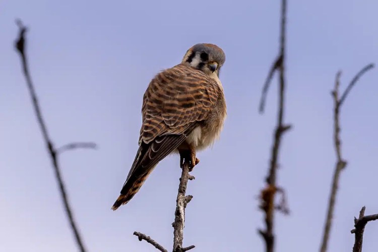 Great Tit perched on a lichen-covered branch in Menstrie Woods.