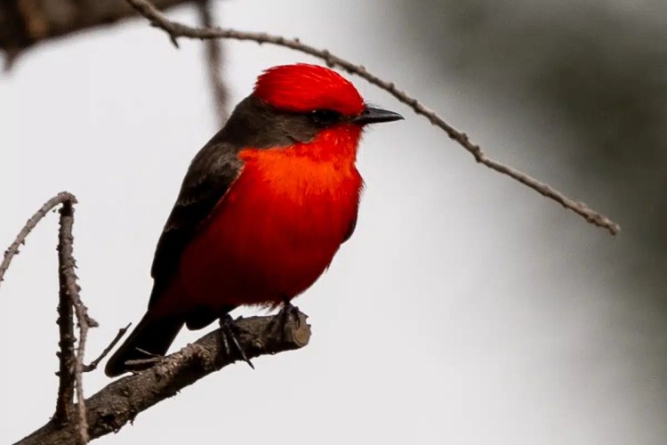 Great Tit perched on a lichen-covered branch in Menstrie Woods.