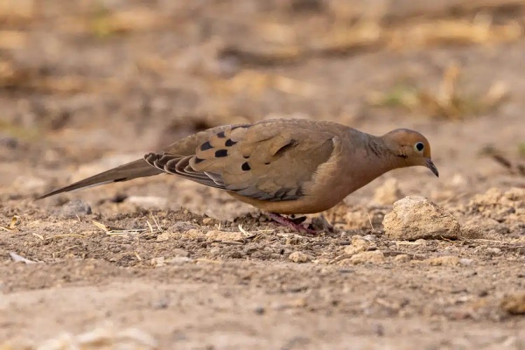 Great Tit perched on a lichen-covered branch in Menstrie Woods.