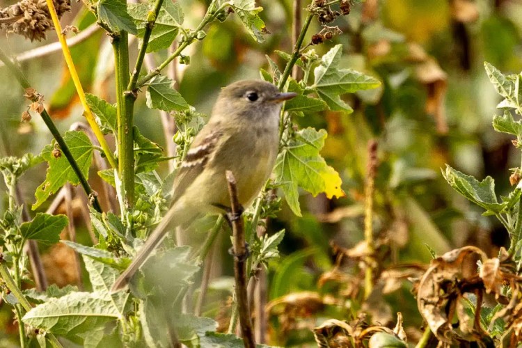 Great Tit perched on a lichen-covered branch in Menstrie Woods.
