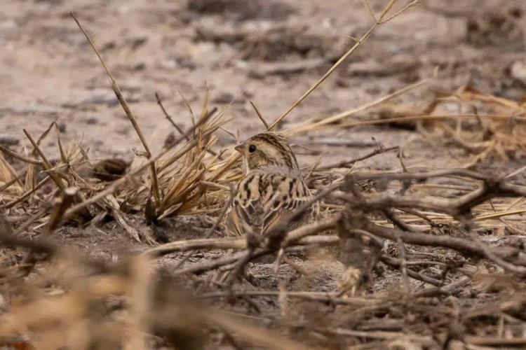 Great Tit perched on a lichen-covered branch in Menstrie Woods.