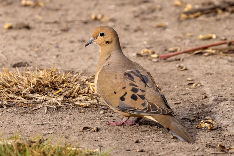 Great Tit perched on a lichen-covered branch in Menstrie Woods.