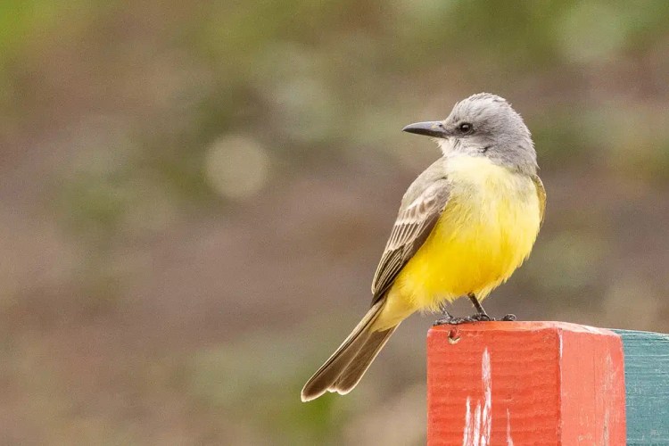 Coal tit bird on a tree in Menstrie Woods.