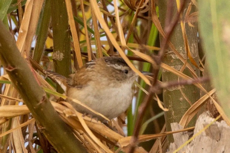Coal tit bird on a tree in Menstrie Woods.