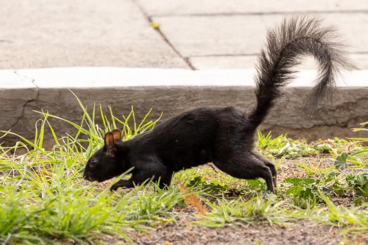 Coal tit bird on a tree in Menstrie Woods.