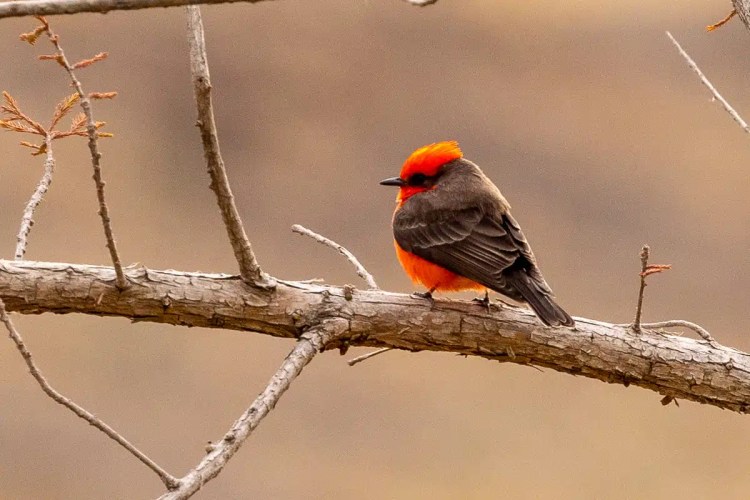 Grey squirrel perched on a mossy branch in Menstrie Woods.