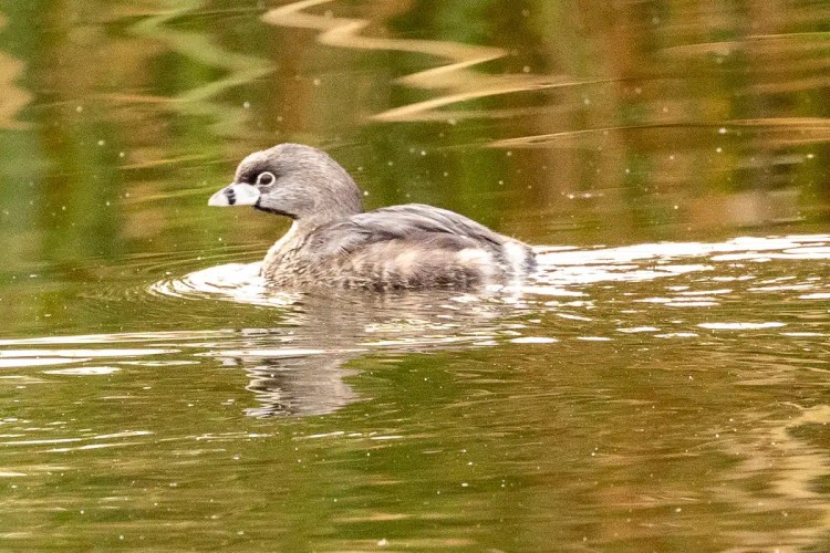 Grey squirrel perched on a mossy branch in Menstrie Woods.