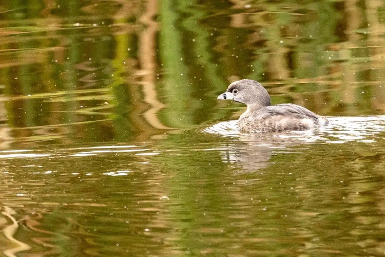 Grey squirrel perched on a mossy branch in Menstrie Woods.