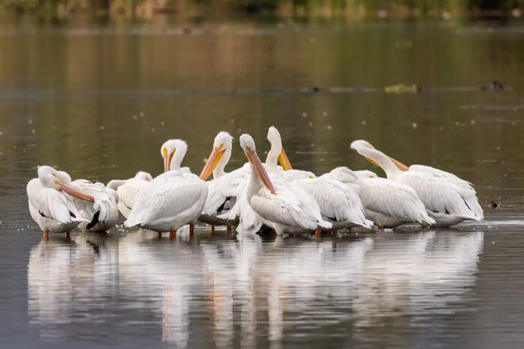 Grey squirrel perched on a mossy branch in Menstrie Woods.