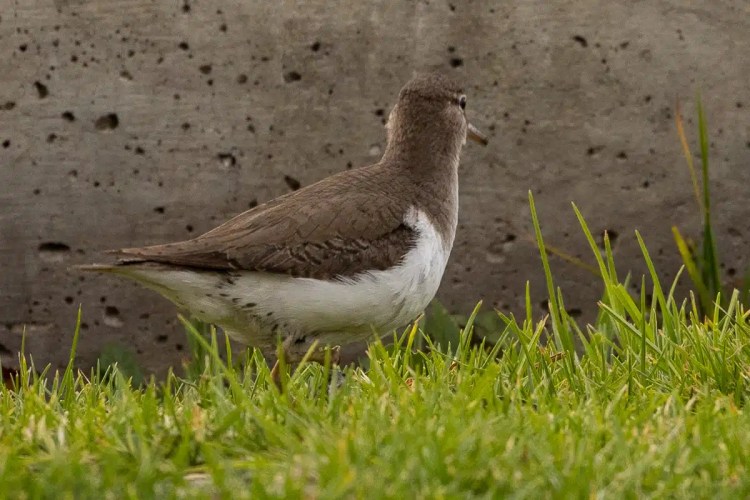 Grey squirrel perched on a mossy branch in Menstrie Woods.