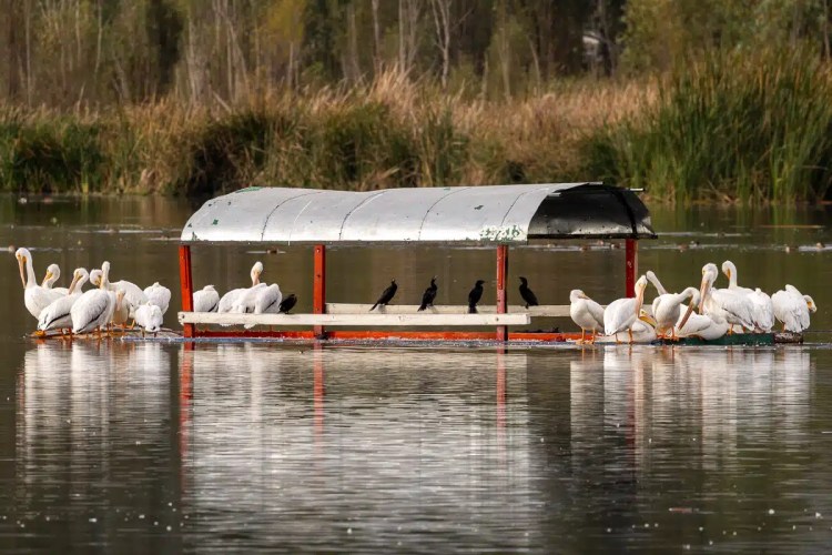Grey squirrel perched on a mossy branch in Menstrie Woods.