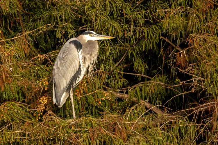 Grey squirrel perched on a mossy branch in Menstrie Woods.