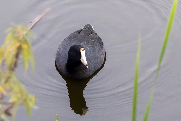 Grey squirrel perched on a mossy branch in Menstrie Woods.