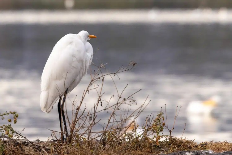 Grey squirrel perched on a mossy branch in Menstrie Woods.