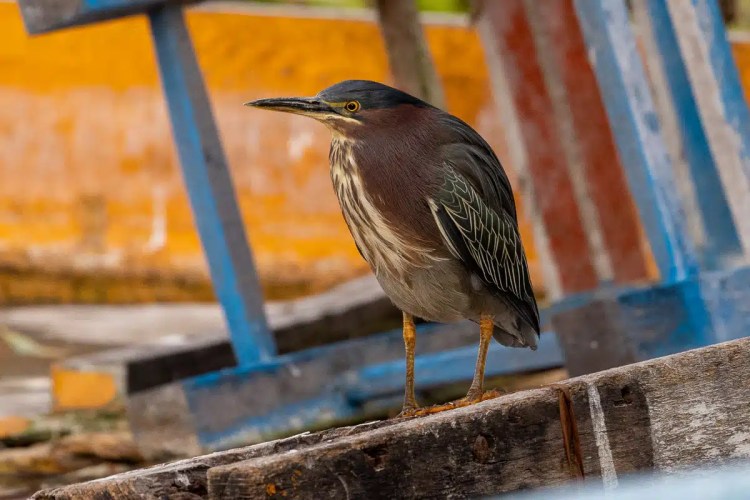 Red squirrel eating in Menstrie Woods. Cute wildlife close-up.