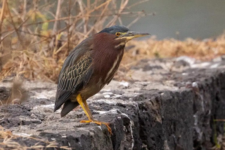 Red squirrel eating in Menstrie Woods. Cute wildlife close-up.